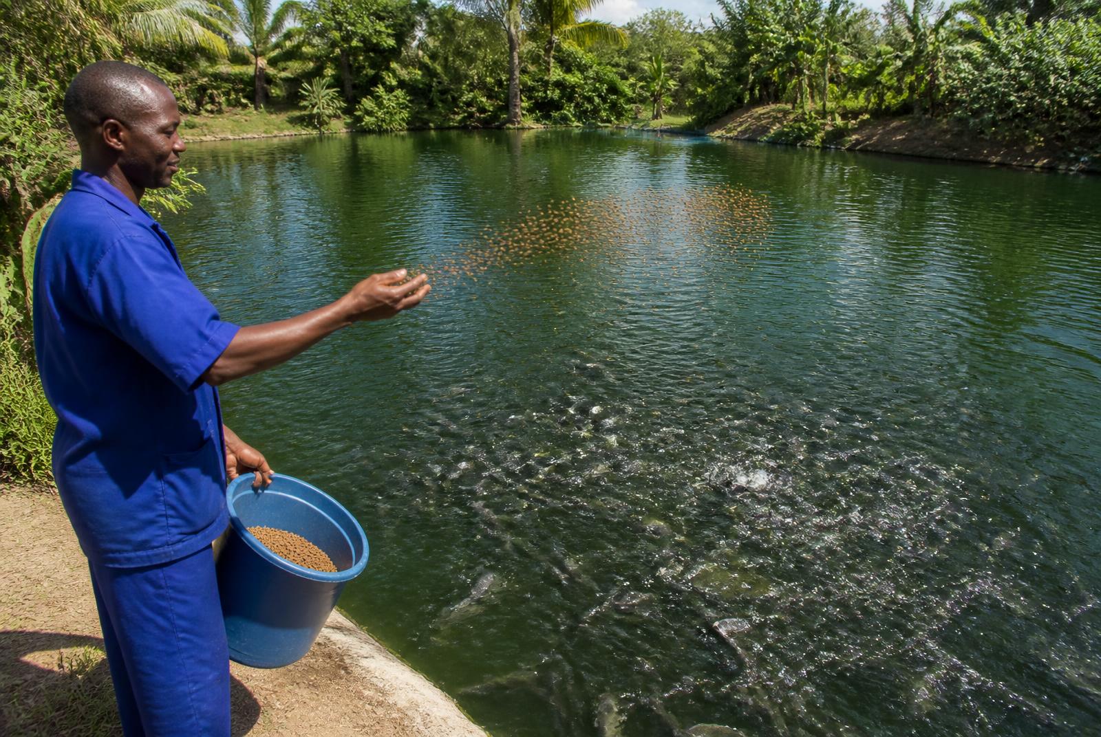 Pisciculture : une filière rentable et sous-exploitée en RDC